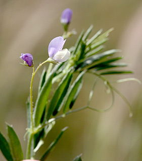  שלולית צורימן גולן, 4-2014. צילום: © שרה גולד