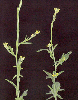 יער אודם, 4-2014. צילום: © דרור מלמד