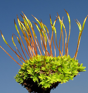 הר הטייסים, 2-2016. צילום: © דרור מלמד