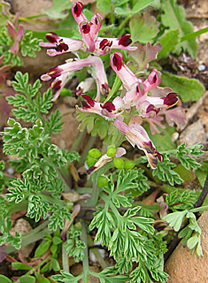 חוף דור. צילום: © שרה גולד