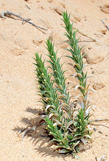 חולות נחל סכר, 5-2014. צילום: © דרור מלמד