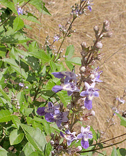 אילנות, 5-2014, צילום: © שרה גולד