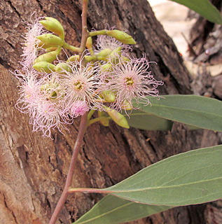 צילום: © שרה גולד   אילנות, 5-2014
© כל הזכויות שמורות לצלמים ולאתר צמח השדה.