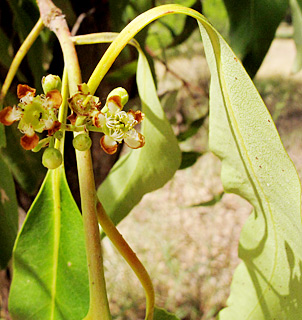 אילנות, 5-2014. צילום: © שרה גולד