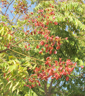  גינת בית פרטי במושב, 10-2014, צילום: © שרה גולד