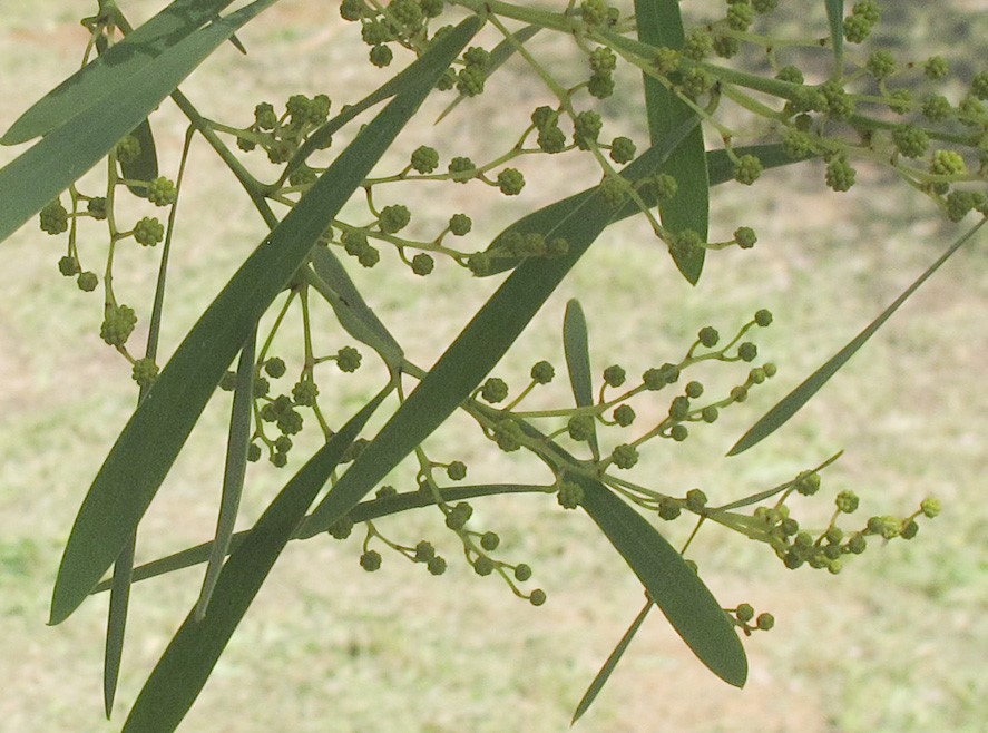 כפתורי פריחה ועלים, צילום: © שרה גולד