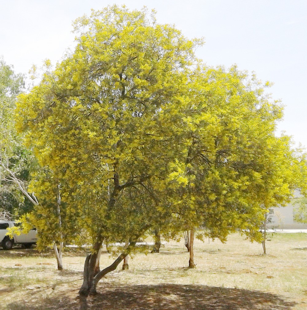 מראה כללי בפריחה, צילום: © איילון כלב
