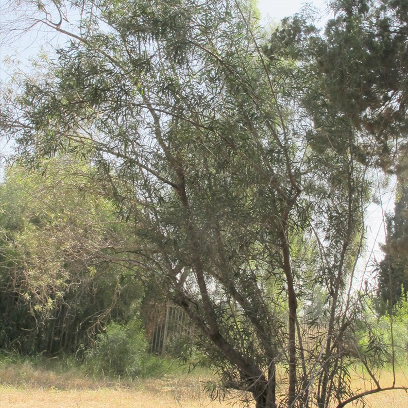 מראה כללי. צילום: שרה גולד