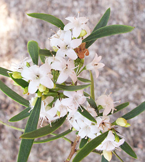 אילנות, 6-2014. צילום: © שרה גולד