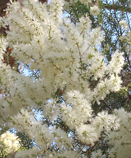  אילנות , 6-2014, צילום: © שרה גולד