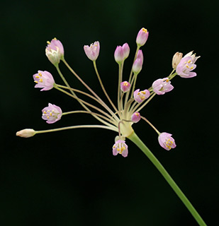 ליד נס ציונה , 4-2020. צילום: © שרה גולד