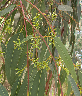  אילנות, 7-2014. צילום: © שרה גולד