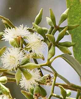 צילום: © שרה גולד   אילנות , 4-2014
© כל הזכויות שמורות לצלמים ולאתר צמח השדה.