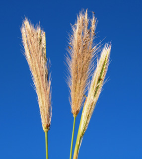 שפת הירקון , 10-2014. צילום: © דרור מלמד