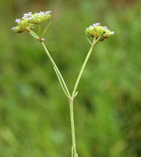 נחל גרר נגב, 2-2015. צילום: © דרור מלמד