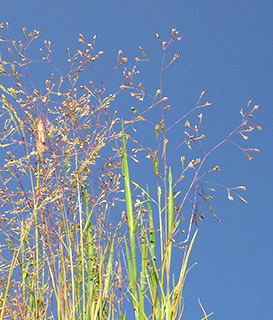 נחל גרר, 3-2015, צילום: © דרור מלמד