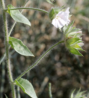 נחל תמרים ליד ים המלח, 3-2015. צילום: © שרה גולד