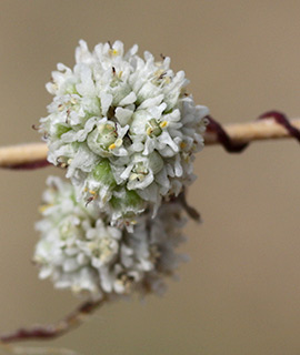 נחל תמרים ליד ים המלח , 3-2015. צילום: © שרה גולד