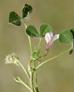 ליד מאגר המים בדלתון, 4-2015. צילום: © שרה גולד