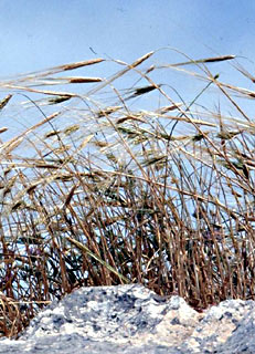 רמת כורזים. צילום: © עמיקם שוב