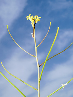 בגן הצמחים הנדירים של עמיר פז, 4-2015. צילום: © דרור מלמד