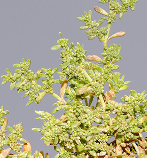 במסיל עסנייה בגולן, 4-2015. צילום: © דרור מלמד