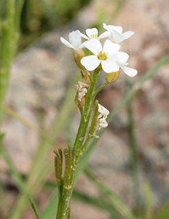 גולן במסיל ע'סנייה, 4-2015. צילום: © דרור מלמד