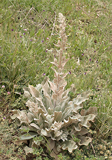 בגולן, בכניסה לקיבוץ אלרום, 4-2015. צילום: © דרור מלמד