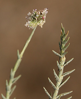 מאגר זוהר , 10-2014, צילום: © אלי ליבנה