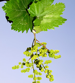 חורש טבעי קיבוץ הגושרים, 4-2015. צילום: © דרור מלמד