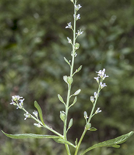 מחצבה ליד נשר , 4-2015. צילום: © יהודה מרטה