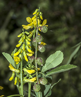 מושב זרעית בגליל, 4-2015. צילום: © יהודה מרטה