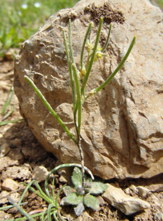 חרמון רכבל תחתון, 4-2015. צילום: © יואב גרטמן