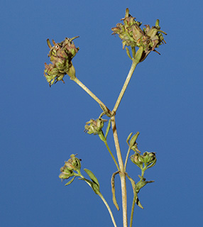 הר הנגב, 5-2015. צילום: © דרור מלמד