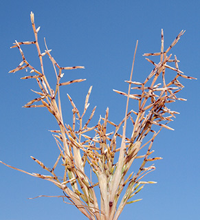 הר הנגב, 5-2015. צילום: © דרור מלמד