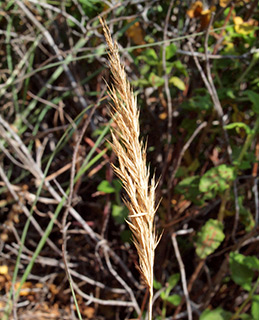 שמורת לימן , 5-2015. צילום: © דרור מלמד