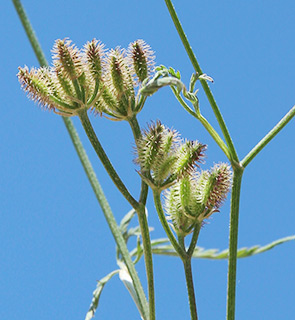 מזרח הגולן, 5-2015. צילום: © ערגה אלוני