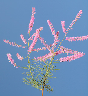 נהריה , 5-2015. צילום: ©  דרור מלמד