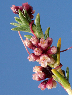 שמורת לימן, 5-2015. צילום: © דרור מלמד