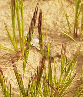 בני-נצרים , 3-2022. צילום: © איתן שפירא