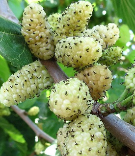 שולי פרדס חנה, יוני 2014. צילום: © נעם עביצל