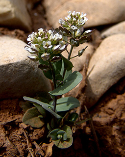 חרמון. צילום: © רון פרומקין