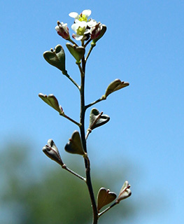  חרמון, 6-2015, צילום: © ערגה אלוני 