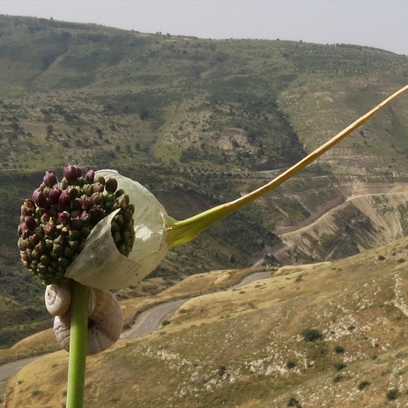 תפרחת ואורחים. צילום: שמעון דדון