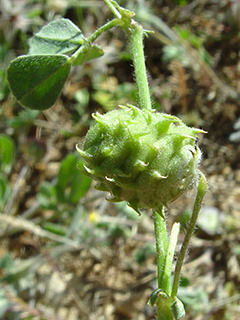 הר קטע, חרמון, 5-2008. צילום: © רון פרומקין