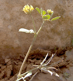 הר הנגב, מישור הרוחות, 3-2010. צילום: © רון פרומקין