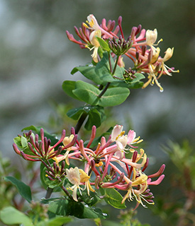 נאות קדומים , 2-2016, צילום: © שרה גולד