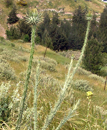 ארנונה, 4-2013. צילום: © רון פרומקין