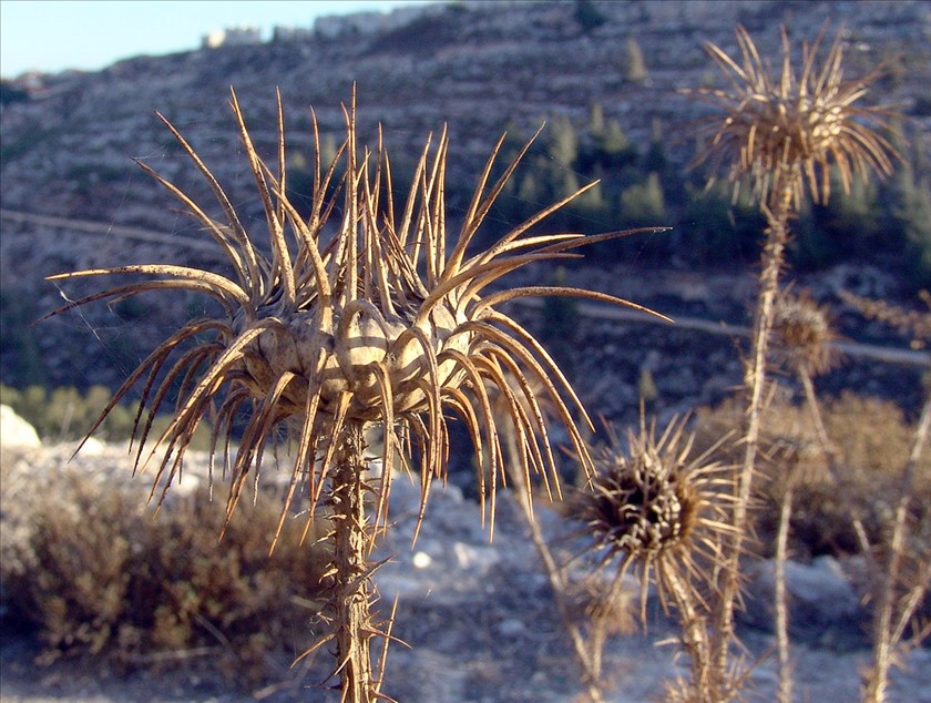 קרקפת יבשה. צילום: רון פרומקין