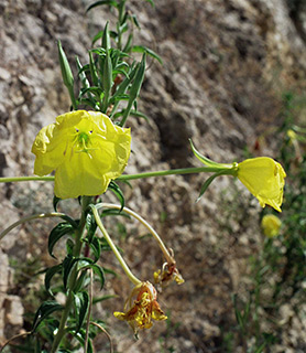 מבשרת ציון, 1-2000. צילום: © רון פרומקין
